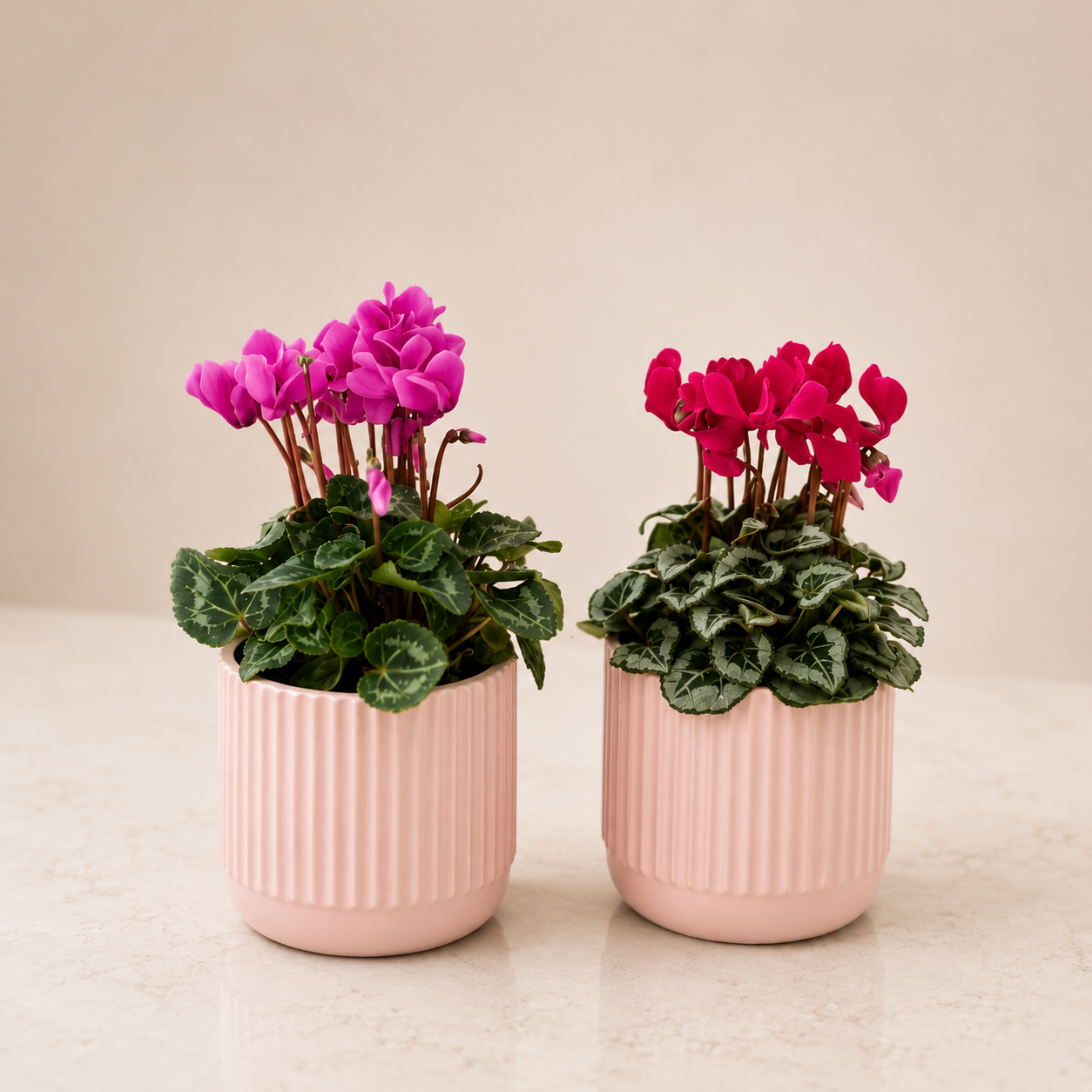 Sweet Mum Cyclamen