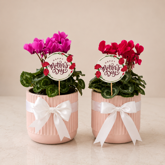 Sweet Mum Cyclamen