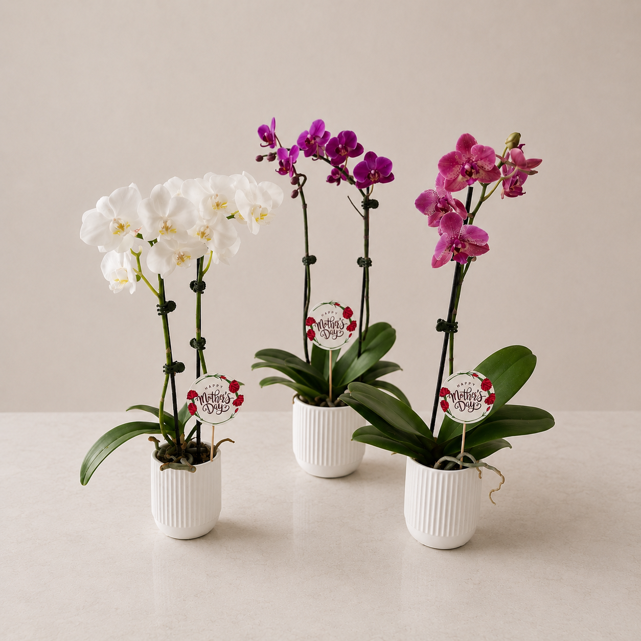 Pure Love Orchid