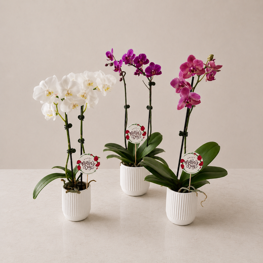 Pure Love Orchid