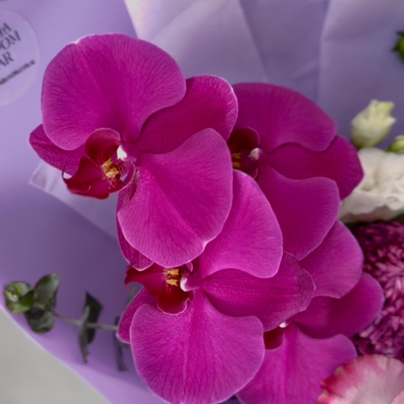 Purple Phaelaenopsis Orchids. Luxury flowers delivery Castle Hill and Parramatta 